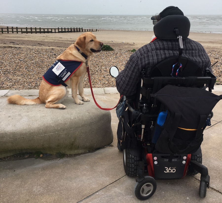 Man in wheelchair with an assistance dog at the beach