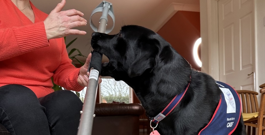 Assistance dog completing task work 