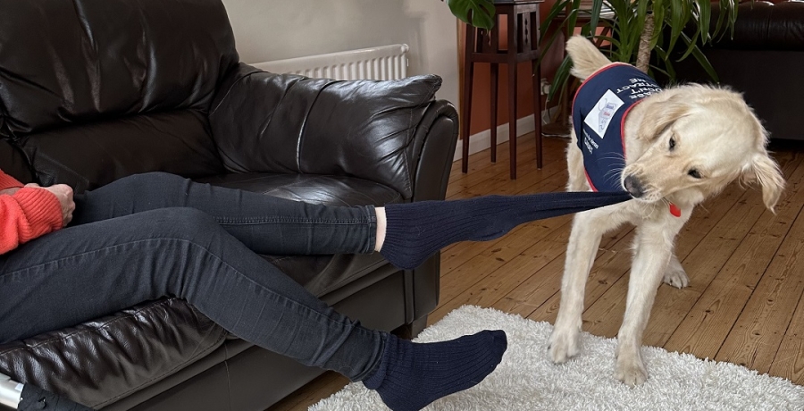 Assistance dog completing task work 