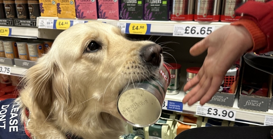 Assistance dog completing task work 