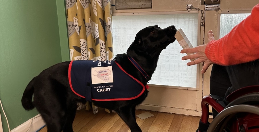 Assistance dog completing task work 