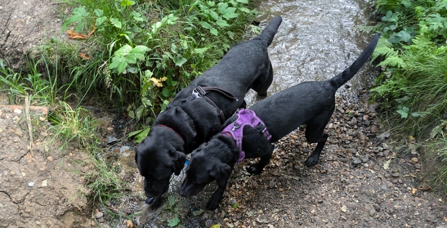 Two Black Labradors on a walk 