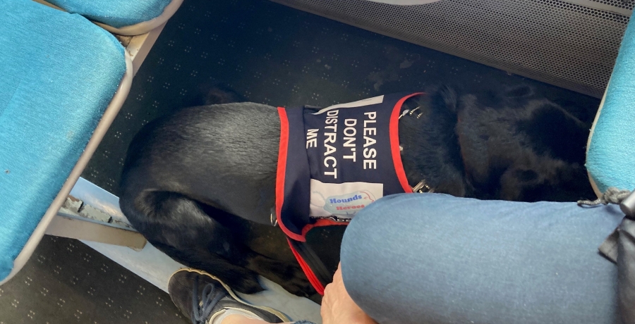 Assistance dog on train settled