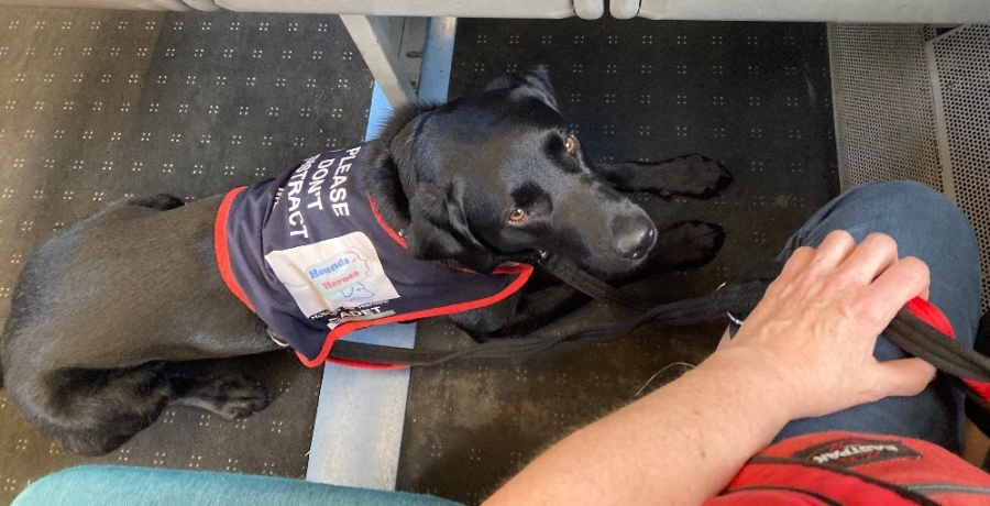 Assistance dog on train