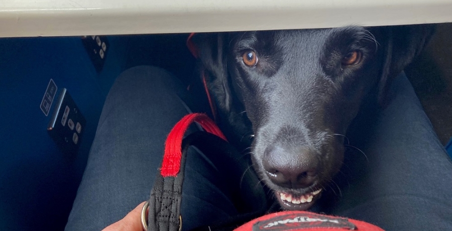 Assistance dog on train