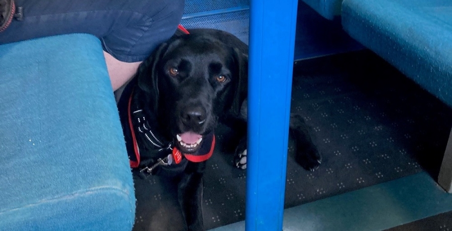 Assistance dog on train