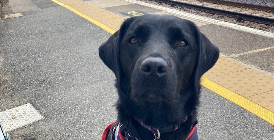 Assistance dog on train station 